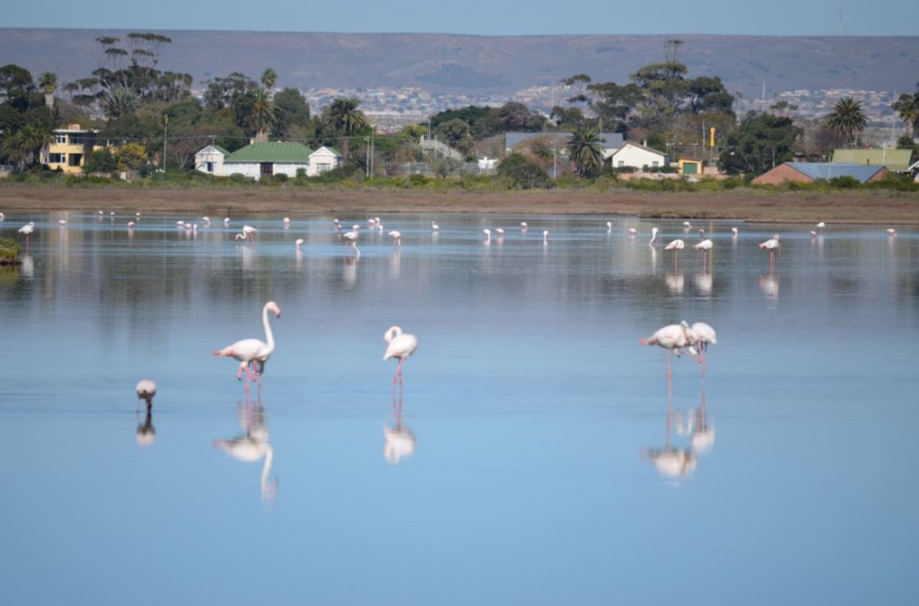 Knysna lagoon birds