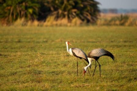 Three Cranes 005 - Wattled Crane