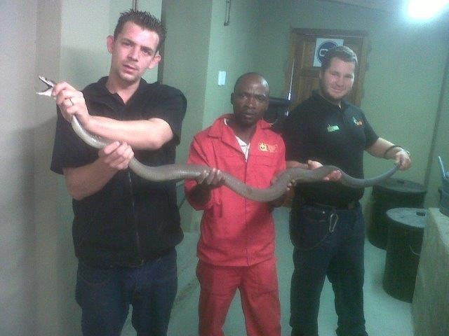 Martin Rodrigues, Jackson Bangani and Caleb Rowberry with a Black mamba they removed from Craigieburn. (Image: Supplied by Crocworld Conservation Centre) 
