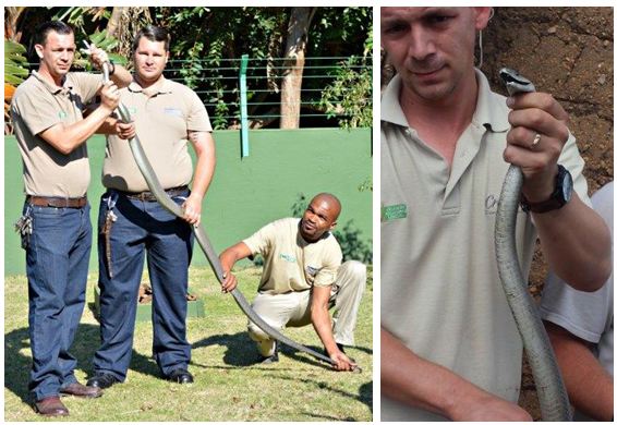 Black Mamba removed safely from Amandawe                                                                                                                                                                                                                                                                                