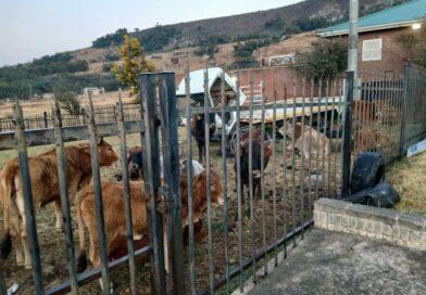 Stolen cattle retrieved in the area of Tshikitsha